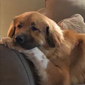 Meet your Earsnoevil & More